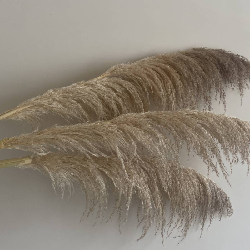 Голям букет сушени тръстикови цветя, марка Flower Bella Flowers, композиции от сушени цветя