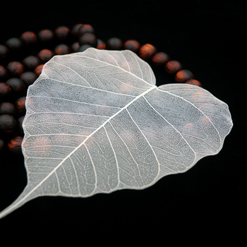 Bodhi list so žilami – sušený list so žilami, nezafarbený, určený na nástennú dekoráciu a materiál na záložku