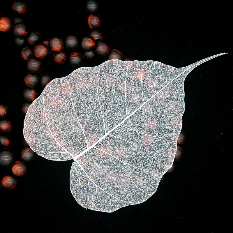 Bodhi list so žilami – sušený list so žilami, nezafarbený, určený na nástennú dekoráciu a materiál na záložku