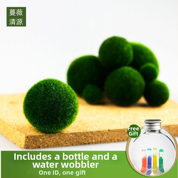 Bilă Marimo – Micro peisaj în sticlă ecologică, plantă acvatică hidroponică, cadou gata