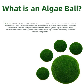 Bilă Marimo – Micro peisaj în sticlă ecologică, plantă acvatică hidroponică, cadou gata