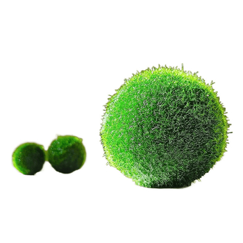 Bilă Marimo – Micro peisaj în sticlă ecologică, plantă acvatică hidroponică, cadou gata
