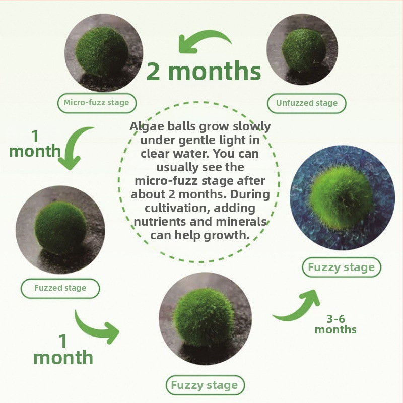 Bilă Marimo – Micro peisaj în sticlă ecologică, plantă acvatică hidroponică, cadou gata