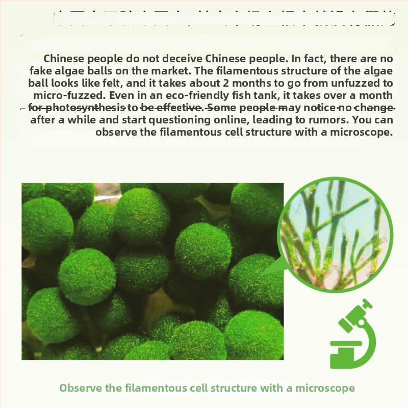 Bilă Marimo – Micro peisaj în sticlă ecologică, plantă acvatică hidroponică, cadou gata