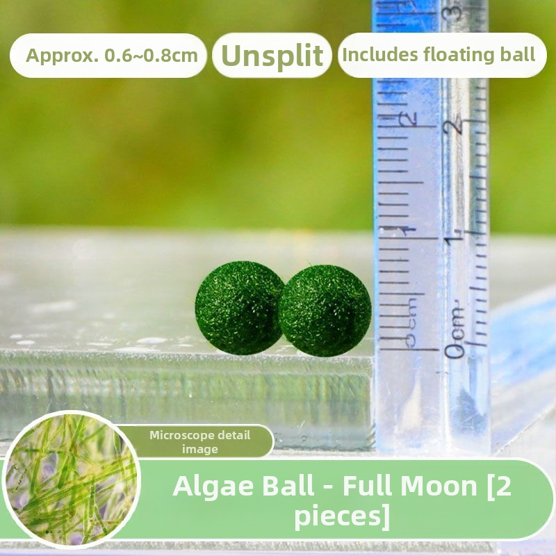 Bilă Marimo – Micro peisaj în sticlă ecologică, plantă acvatică hidroponică, cadou gata