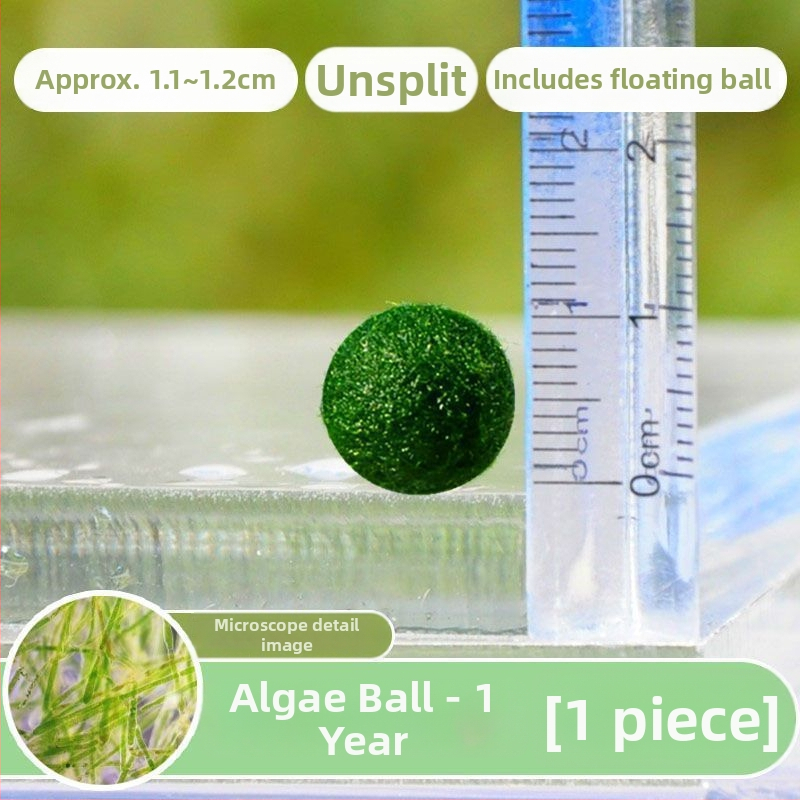 Bilă Marimo – Micro peisaj în sticlă ecologică, plantă acvatică hidroponică, cadou gata