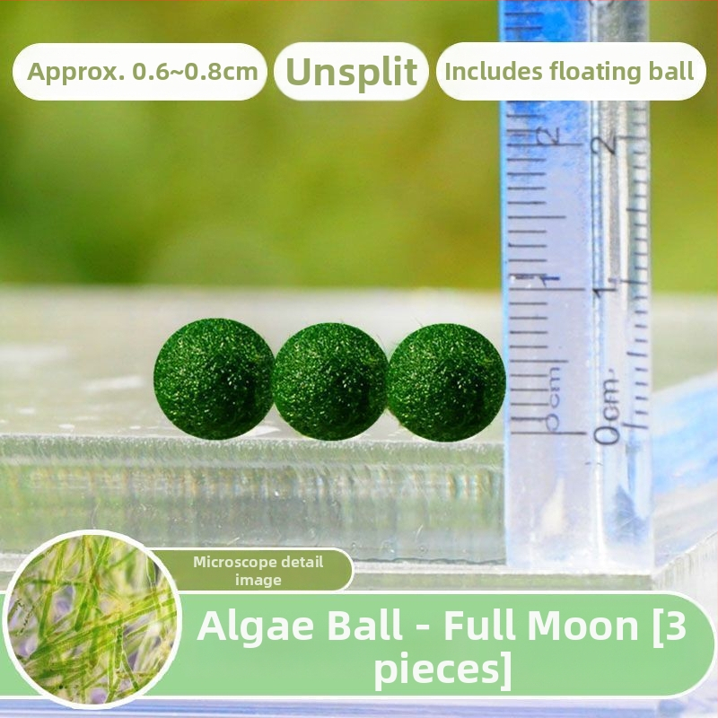 Bilă Marimo – Micro peisaj în sticlă ecologică, plantă acvatică hidroponică, cadou gata