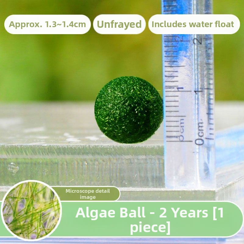 Bilă Marimo – Micro peisaj în sticlă ecologică, plantă acvatică hidroponică, cadou gata