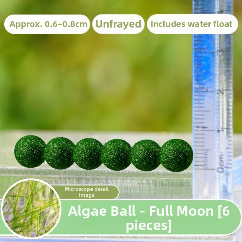 Bilă Marimo – Micro peisaj în sticlă ecologică, plantă acvatică hidroponică, cadou gata