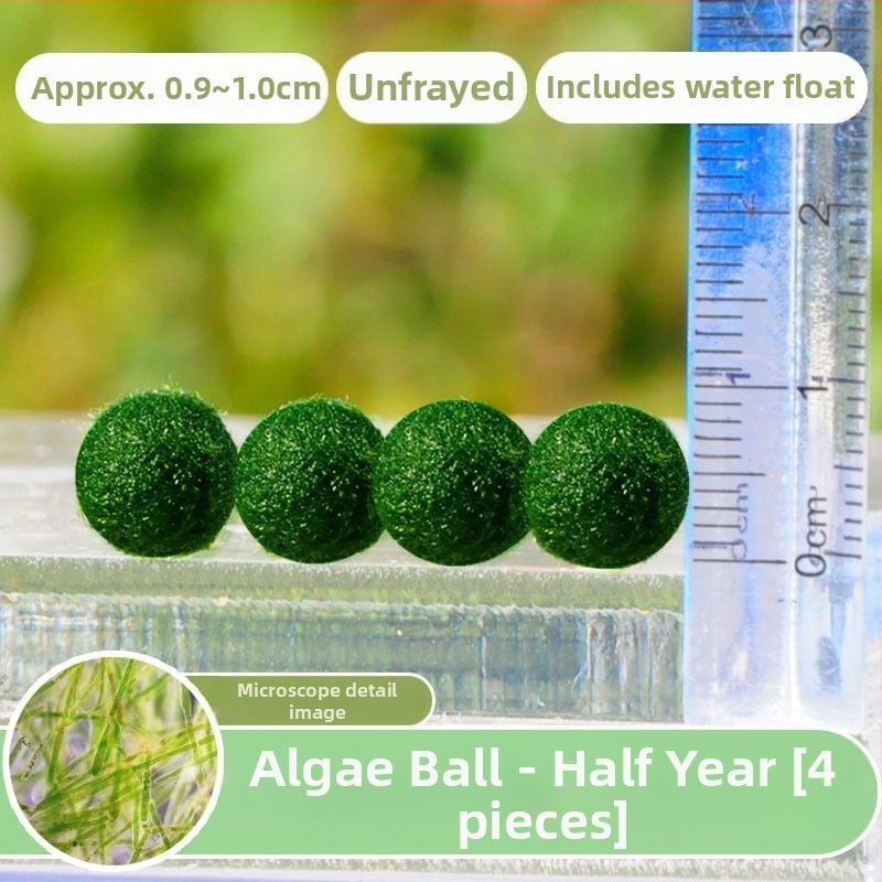 Bilă Marimo – Micro peisaj în sticlă ecologică, plantă acvatică hidroponică, cadou gata