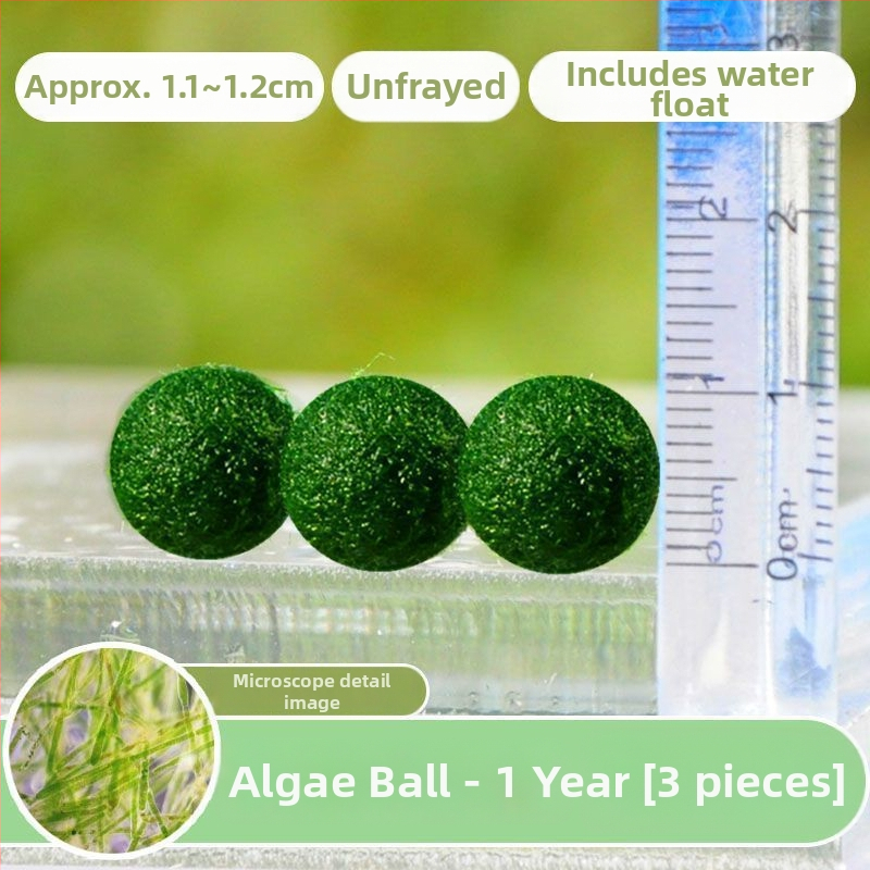 Bilă Marimo – Micro peisaj în sticlă ecologică, plantă acvatică hidroponică, cadou gata