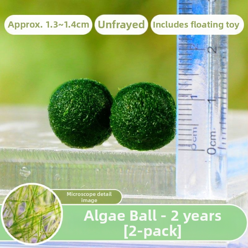 Bilă Marimo – Micro peisaj în sticlă ecologică, plantă acvatică hidroponică, cadou gata