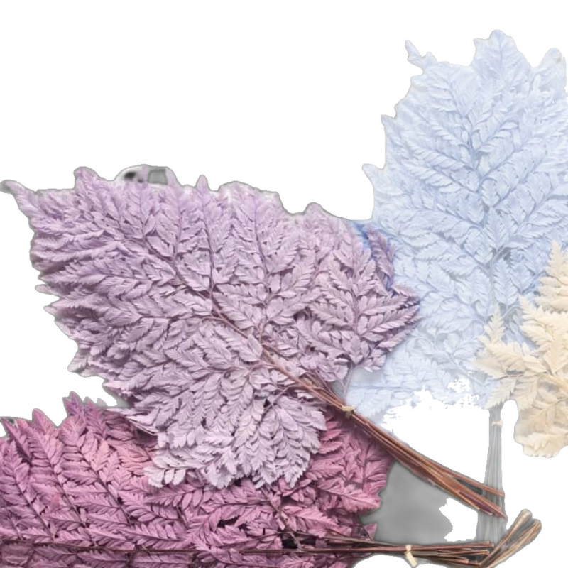 Frunză de ferigă conservată pentru decor casnic, stil INS, Material: flori conservate, Varietate: ferigă