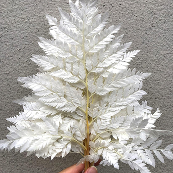 Вечни цветя, алпийска папрат, сухи декоративни листа, комплект 10 бр., реквизит за снимки