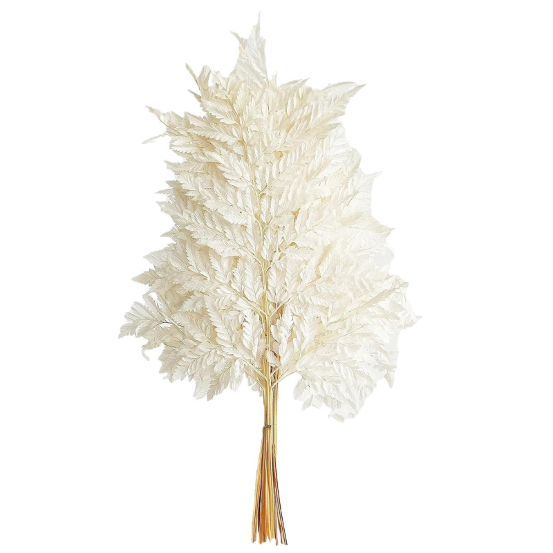 Вечни цветя, алпийска папрат, сухи декоративни листа, комплект 10 бр., реквизит за снимки