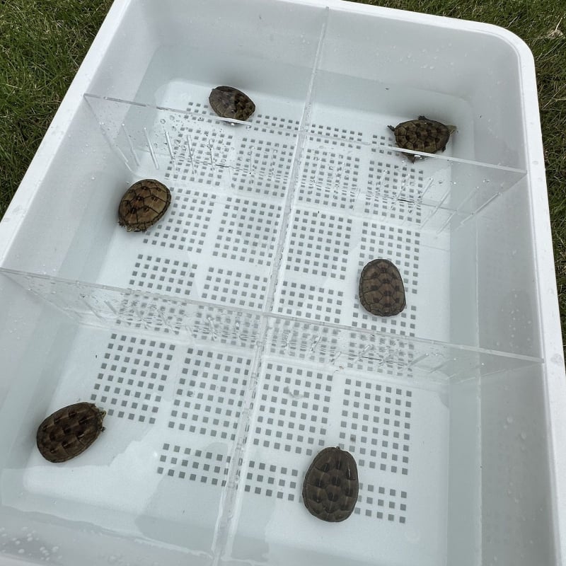 Αναβαθμισμένο Διώροφο Κουτί Άμμου Γάτας για Γατάκια, PVC Υλικό, Μάρκα Unique