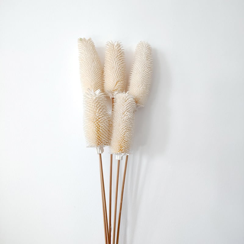 Μπουκέτο αποξηραμένων λουλουδιών με αποξηραμένες φλέβες φύλλων, ποικιλία Brushed fruit, συσκευασία σε σακούλα OPP