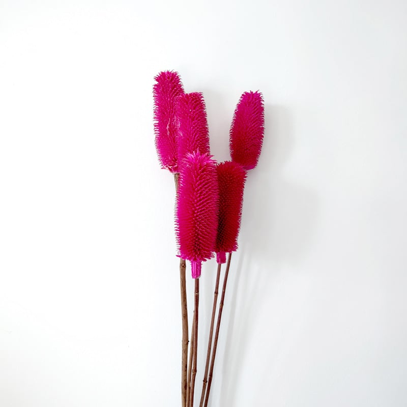 Μπουκέτο αποξηραμένων λουλουδιών με αποξηραμένες φλέβες φύλλων, ποικιλία Brushed fruit, συσκευασία σε σακούλα OPP