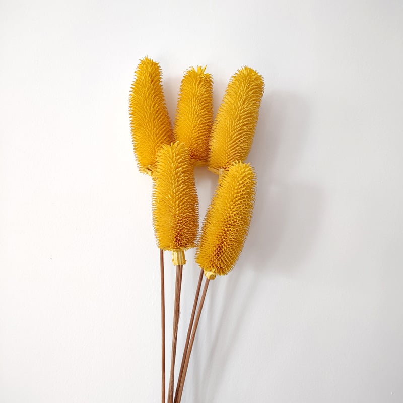 Μπουκέτο αποξηραμένων λουλουδιών με αποξηραμένες φλέβες φύλλων, ποικιλία Brushed fruit, συσκευασία σε σακούλα OPP