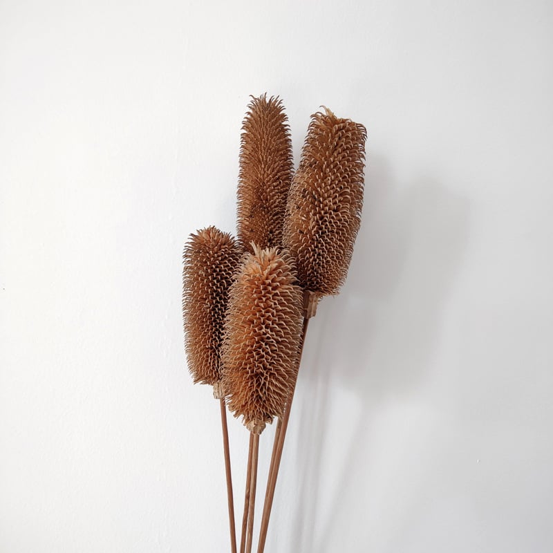 Μπουκέτο αποξηραμένων λουλουδιών με αποξηραμένες φλέβες φύλλων, ποικιλία Brushed fruit, συσκευασία σε σακούλα OPP