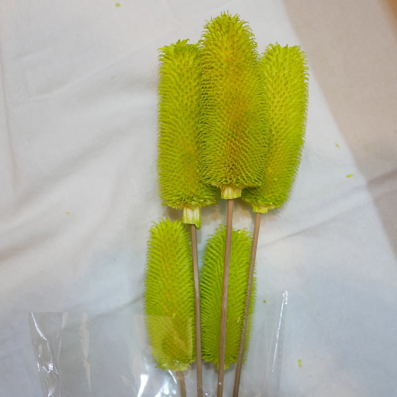 Μπουκέτο αποξηραμένων λουλουδιών με αποξηραμένες φλέβες φύλλων, ποικιλία Brushed fruit, συσκευασία σε σακούλα OPP