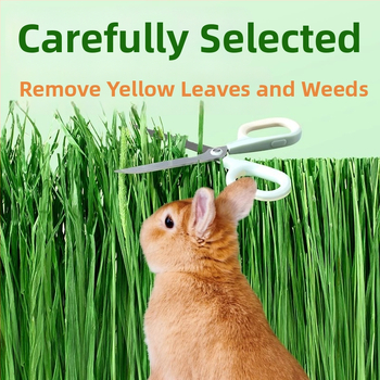 Sausa barība mājdzīvniekiem – Yee/Italian Brand (Tips: sausa barība; Zīmols: Yee/Italian Brand; Svars: 500 g; Kategorija: mājdzīvnieku barība; Privātā etiķete ar licenci: Jā)