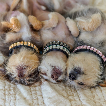 Luxus kutya- és macska nyakörv – Cortex anyag, univerzális illeszkedés, minden szezon, casual stílus