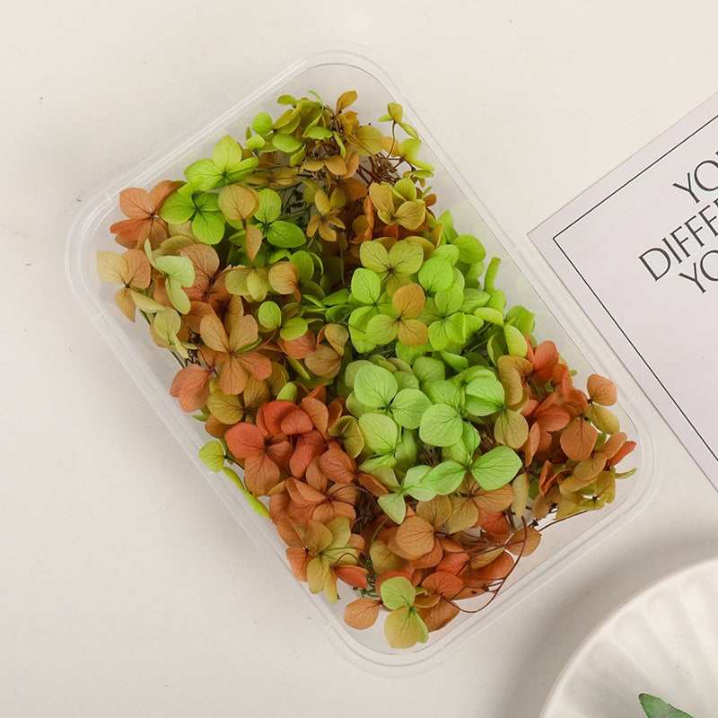 Set DIY pentru artă florală cu Hydrangea din flori uscate și permanente, design gradient, pentru nunți și teambuilding