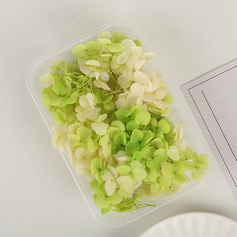 Set DIY pentru artă florală cu Hydrangea din flori uscate și permanente, design gradient, pentru nunți și teambuilding