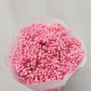 Gypsophila — večnje cvijeće, brend Dream dew flowers, sorta Gypsophila, šifra 21968341094, jednostavno pakiranje.