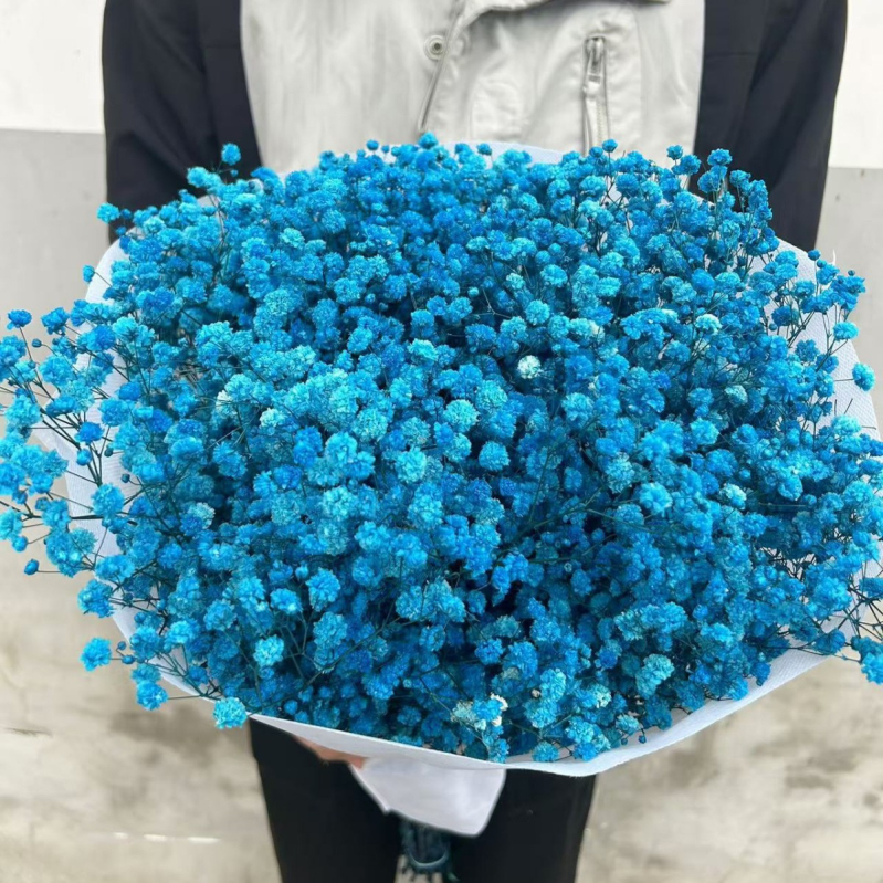 Gypsophila — večnje cvijeće, brend Dream dew flowers, sorta Gypsophila, šifra 21968341094, jednostavno pakiranje.
