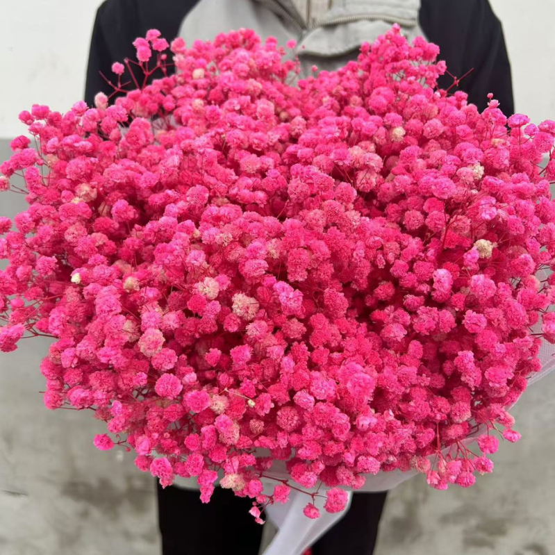 Gypsophila — večnje cvijeće, brend Dream dew flowers, sorta Gypsophila, šifra 21968341094, jednostavno pakiranje.