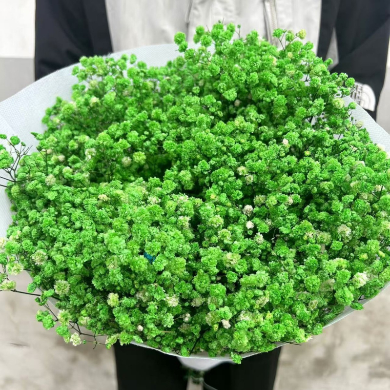 Gypsophila — večnje cvijeće, brend Dream dew flowers, sorta Gypsophila, šifra 21968341094, jednostavno pakiranje.