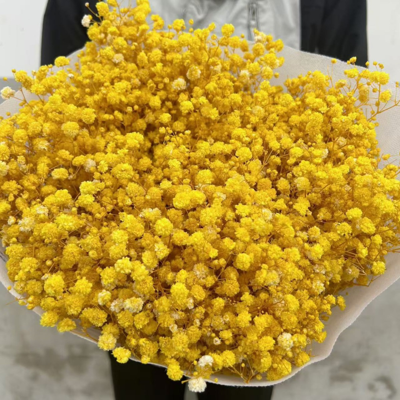 Gypsophila — večnje cvijeće, brend Dream dew flowers, sorta Gypsophila, šifra 21968341094, jednostavno pakiranje.