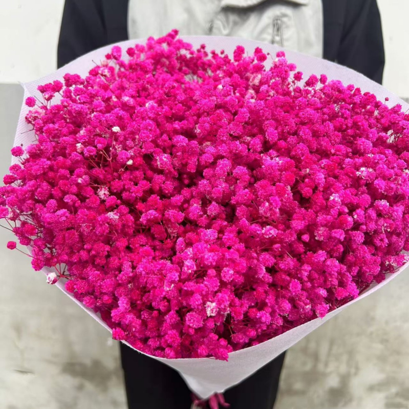 Gypsophila — večnje cvijeće, brend Dream dew flowers, sorta Gypsophila, šifra 21968341094, jednostavno pakiranje.