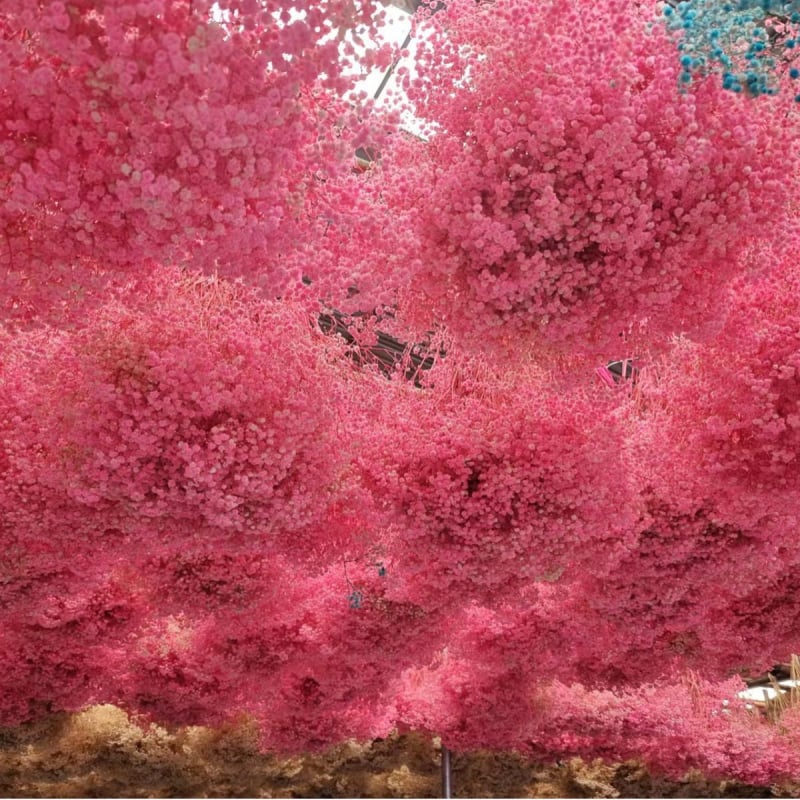Gypsophila — večnje cvijeće, brend Dream dew flowers, sorta Gypsophila, šifra 21968341094, jednostavno pakiranje.