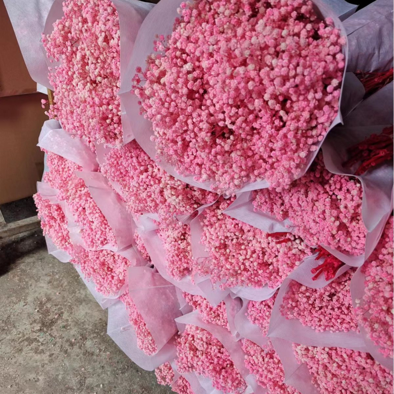 Gypsophila — večnje cvijeće, brend Dream dew flowers, sorta Gypsophila, šifra 21968341094, jednostavno pakiranje.