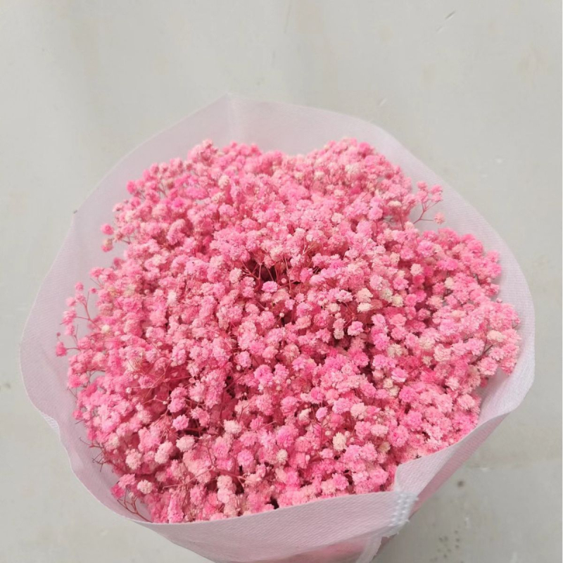 Gypsophila — večnje cvijeće, brend Dream dew flowers, sorta Gypsophila, šifra 21968341094, jednostavno pakiranje.