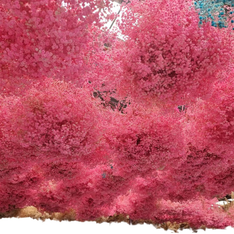 Gypsophila — večnje cvijeće, brend Dream dew flowers, sorta Gypsophila, šifra 21968341094, jednostavno pakiranje.