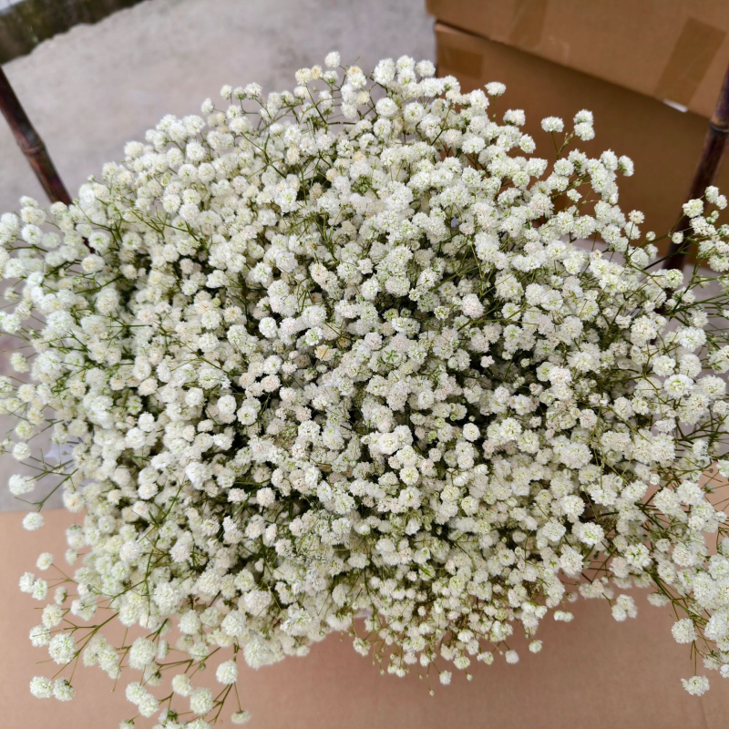 Gypsophila — večnje cvijeće, brend Dream dew flowers, sorta Gypsophila, šifra 21968341094, jednostavno pakiranje.