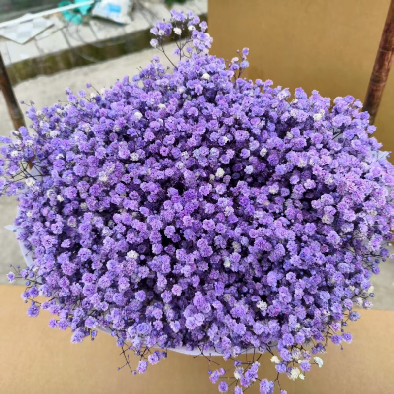 Gypsophila — večnje cvijeće, brend Dream dew flowers, sorta Gypsophila, šifra 21968341094, jednostavno pakiranje.