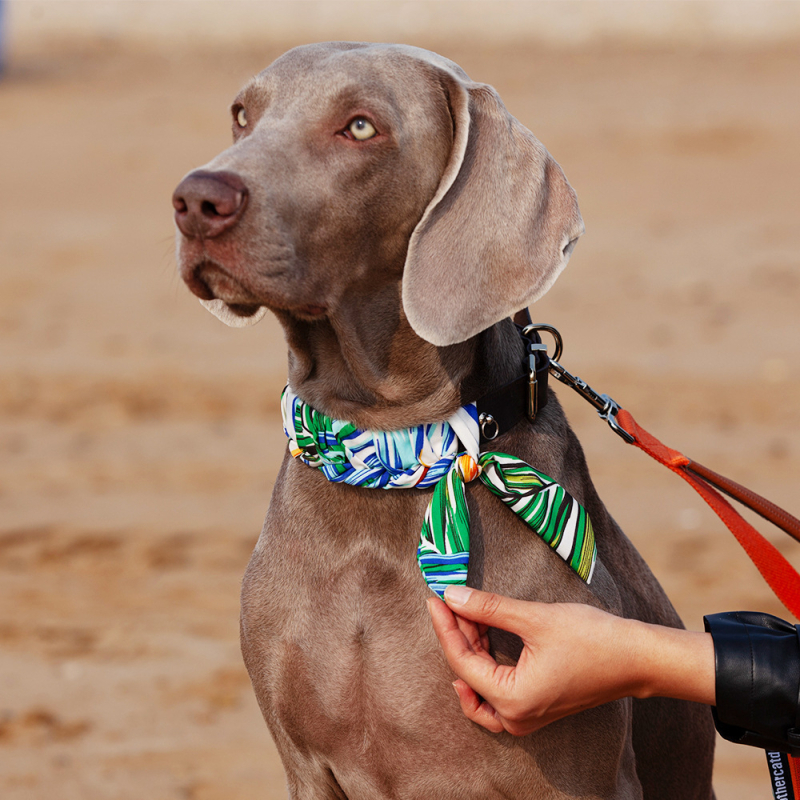 Ovratnik za pse od prave kože goveda - Cat Brother and Dog Brother, Leisure stil, pogodan za sve sezone, za pse