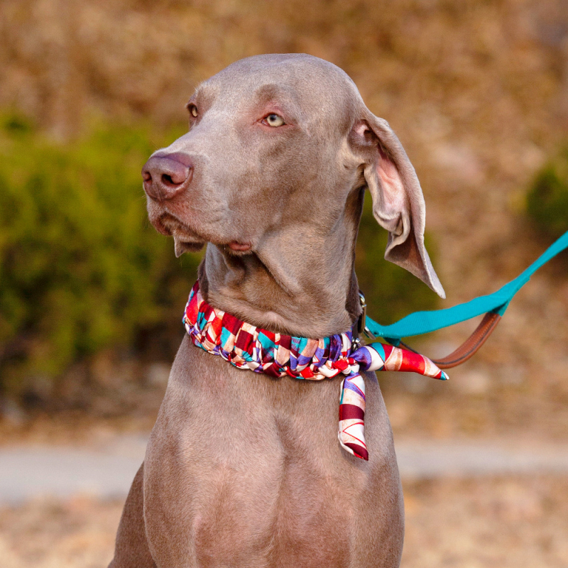 Ovratnik za pse od prave kože goveda - Cat Brother and Dog Brother, Leisure stil, pogodan za sve sezone, za pse