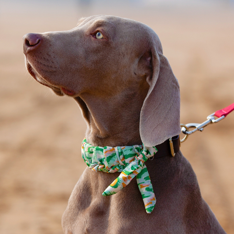 Ovratnik za pse od prave kože goveda - Cat Brother and Dog Brother, Leisure stil, pogodan za sve sezone, za pse