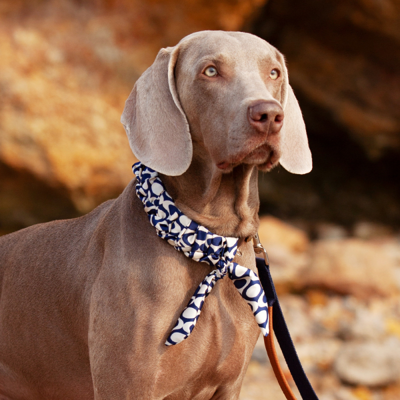 Ovratnik za pse od prave kože goveda - Cat Brother and Dog Brother, Leisure stil, pogodan za sve sezone, za pse