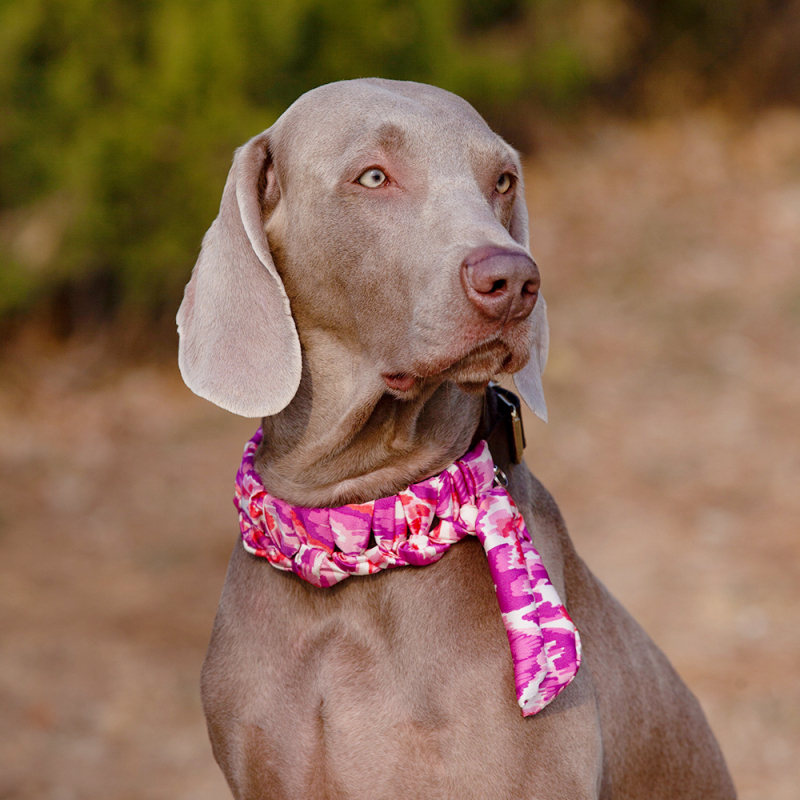 Ovratnik za pse od prave kože goveda - Cat Brother and Dog Brother, Leisure stil, pogodan za sve sezone, za pse