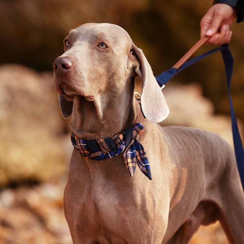 Ovratnik za pse od prave kože goveda - Cat Brother and Dog Brother, Leisure stil, pogodan za sve sezone, za pse