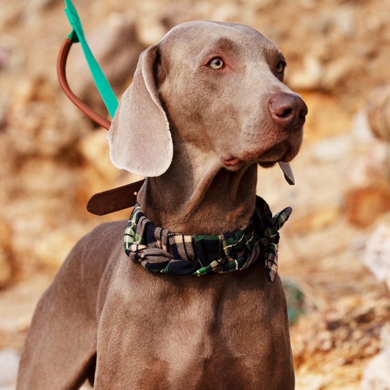 Ovratnik za pse od prave kože goveda - Cat Brother and Dog Brother, Leisure stil, pogodan za sve sezone, za pse