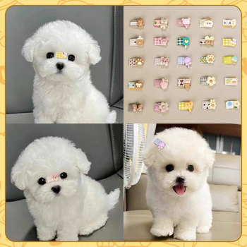 Kutyahajklipsz Bichon Frisé, Maltese és Yorkshire Terrier számára – univerzális, műanyag fejklipsz