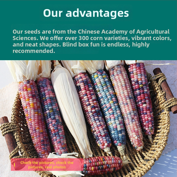 Ornament minimalist cu temă porumb | confecție semi-manuală și semi-mechanică | potrivit ca cadou publicitar sau cadou de afaceri | fără drepturi de proprietate intelectuală